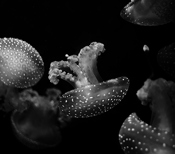 meduza